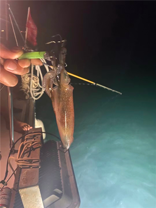 深圳夜钓鱿鱼吹筒的地方推荐-夜钓的价格-夜钓季节-夜钓时间